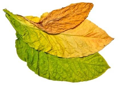 PV Silver Latin Tobacco